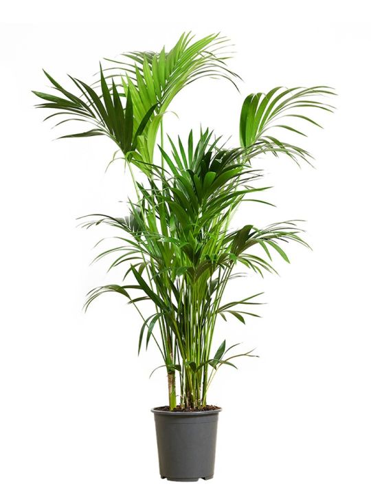 Kentia Palme