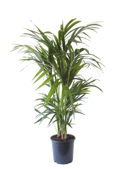 Kentia Palm