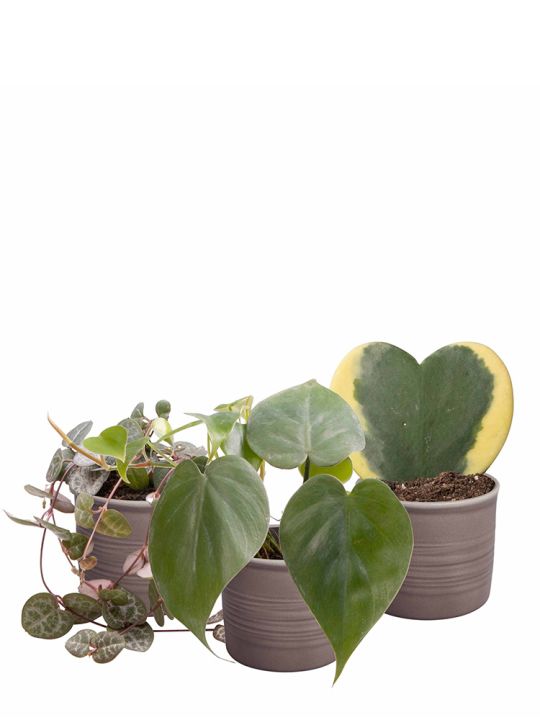 Herzförmiges Pflanzen set