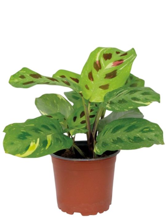 Maranta Leuconeura Kerchoveana Variegata