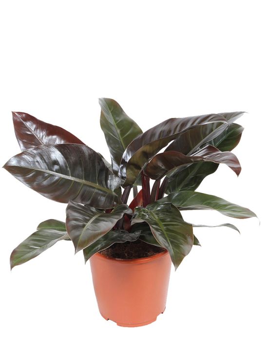 Philodendron Imperial Red