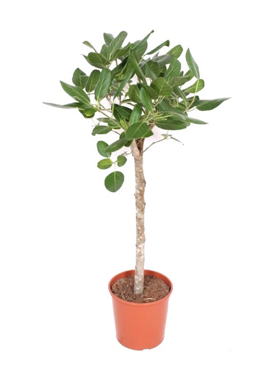 Ficus Benghalensis Audrey