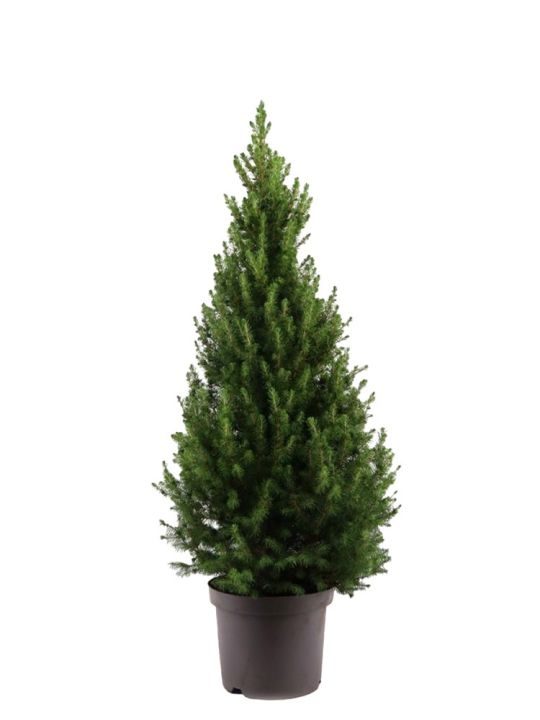 Picea Glauca