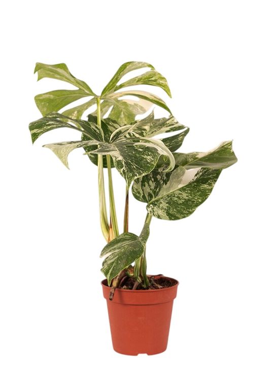 Monstera Deliciosa Variegata