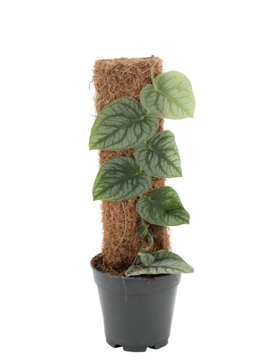 Monstera Dubia