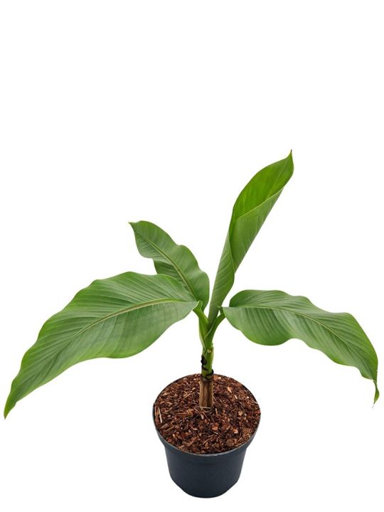 Musa Basjoo