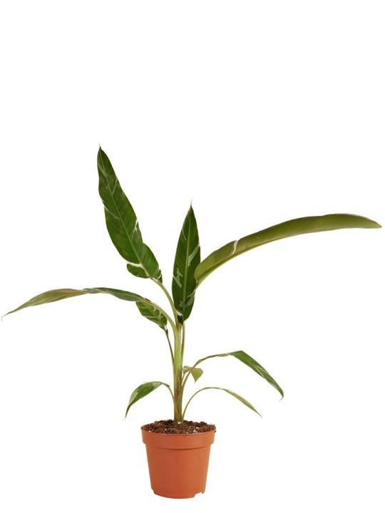 Musa Florida Variegata