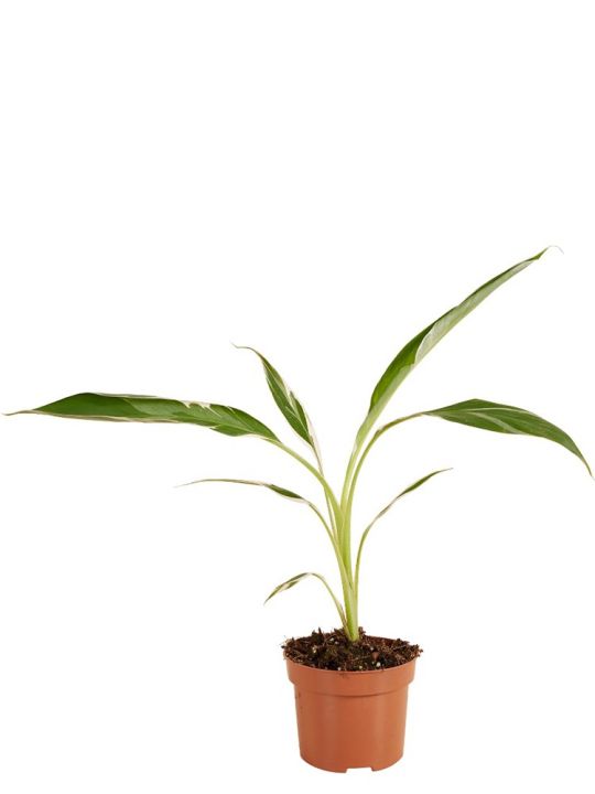 Musa Florida Variegata