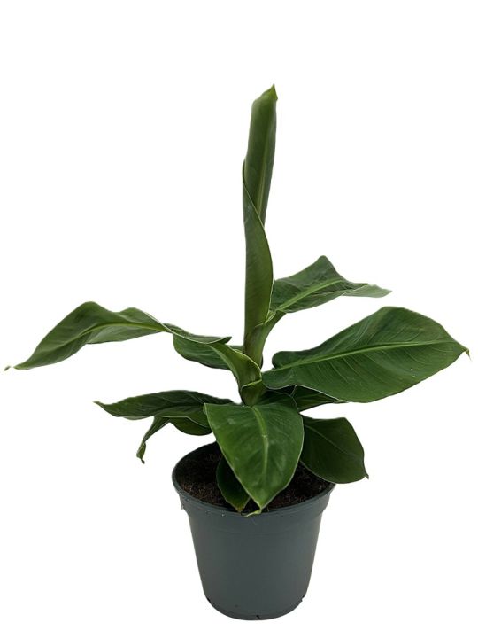 Musa Oriental Dwarf