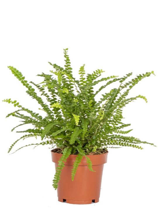 Nephrolepis Cordifolia Duffii