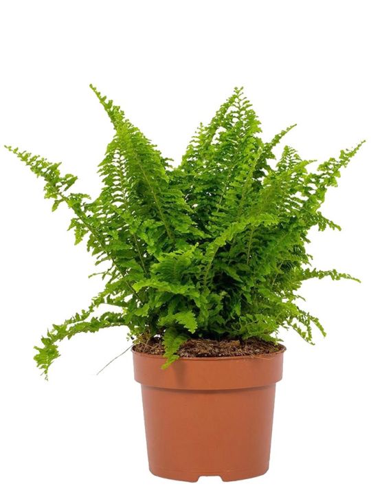 Nephrolepis Exaltata Vitale