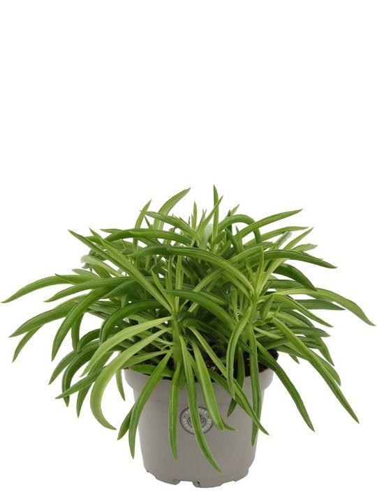 Peperomia Ferreyrae Nevada