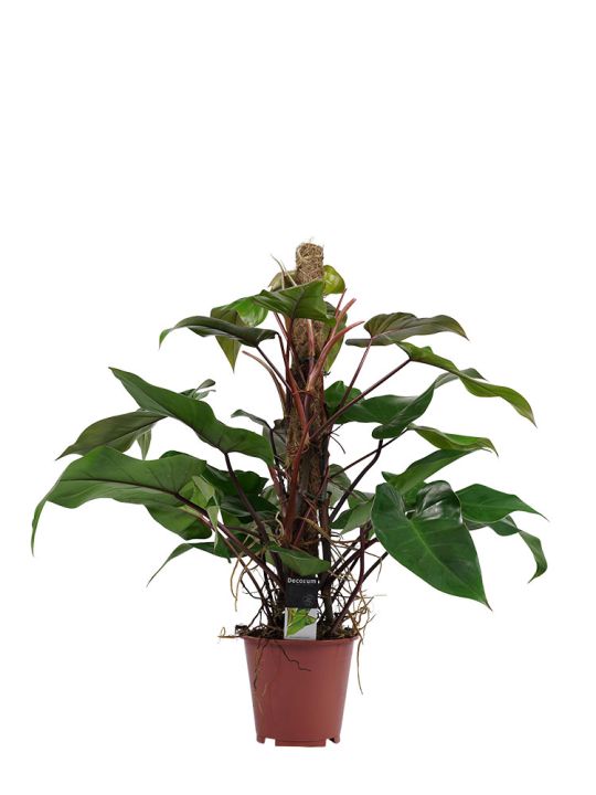 Philodendron Red Emerald met Mosstok