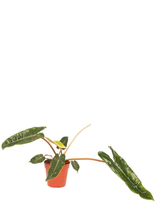 Philodendron Billietiae