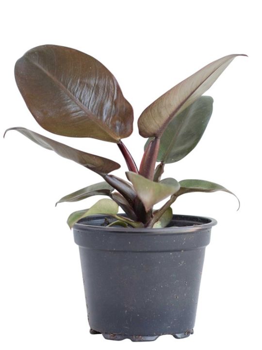 Philodendron Black Cardinal