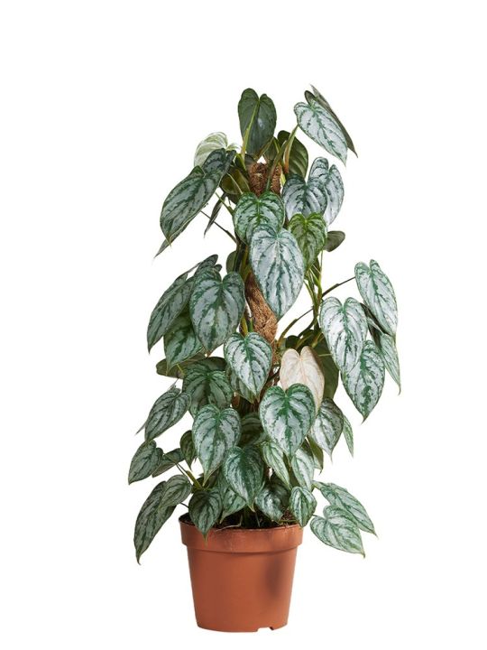 Philodendron Brandtianum