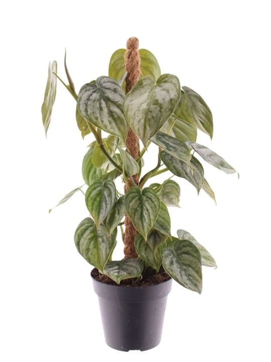 Philodendron Brandtianum