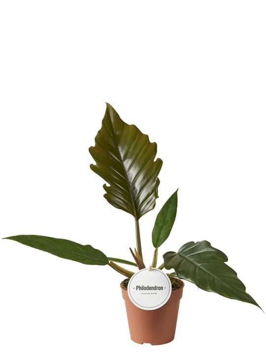 Philodendron Bipinnatifidum Choco Empress