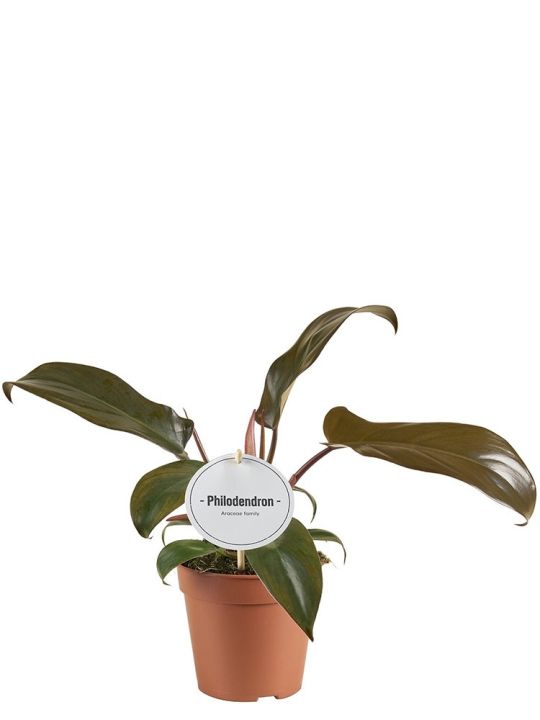 Philodendron Florida Bronze