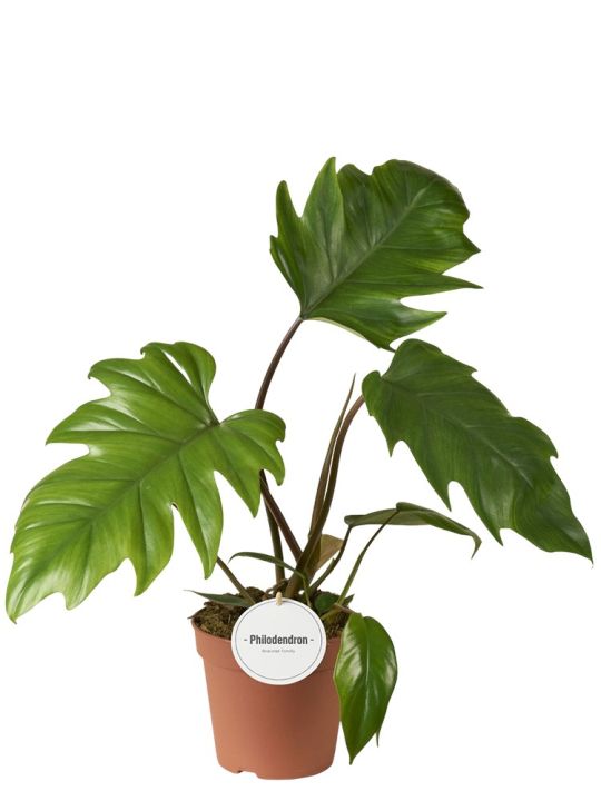 Philodendron Mayoi