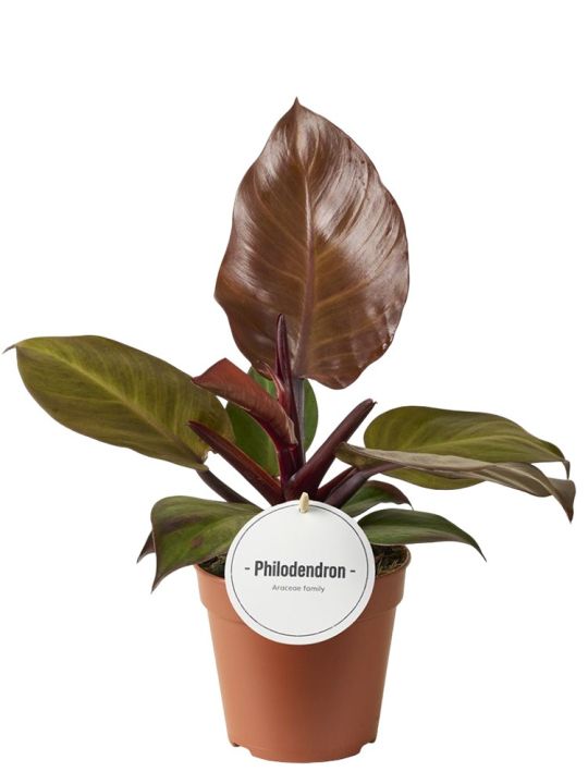 Philodendron McColley's Finale