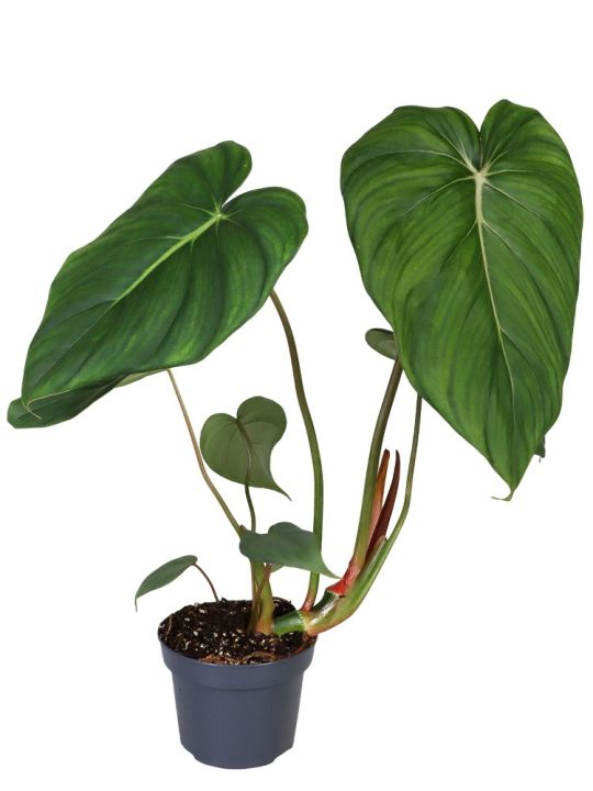 Philodendron McDowell