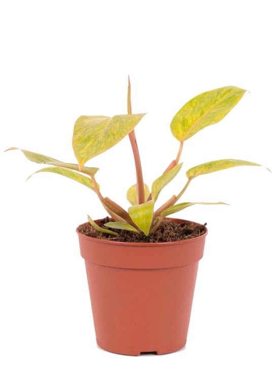 Philodendron Painted Lady