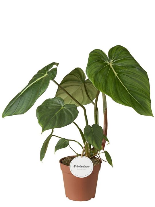 Philodendron Pastazanum