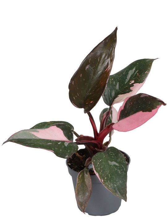 Philodendron Pink Princess