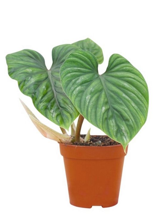 Philodendron Plowmanii 