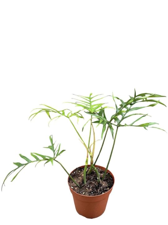 Philodendron Polypodioides