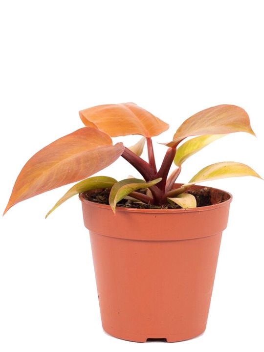 Philodendron Prince of Orange