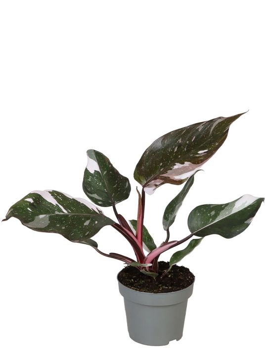 Philodendron Red Anderson