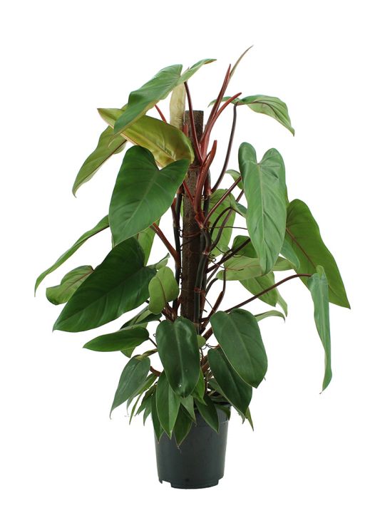 Philodendron Red Emerald