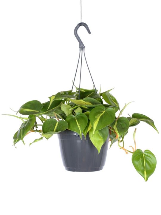 Philodendron Scandens Brasil