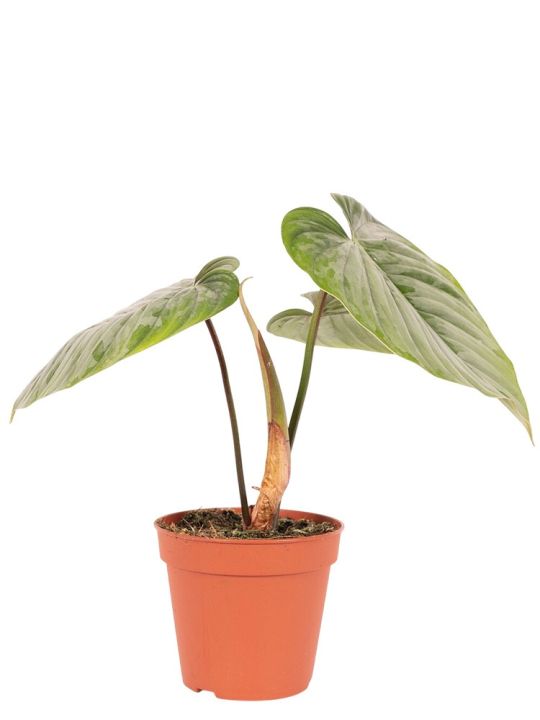 Philodendron Sodiroi