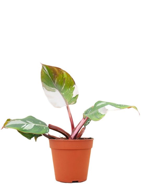 Philodendron White Knight