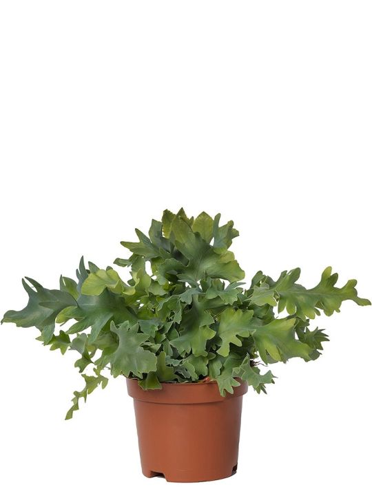 Phlebodium Aureum Davana