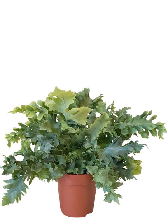 Phlebodium Aureum Davana