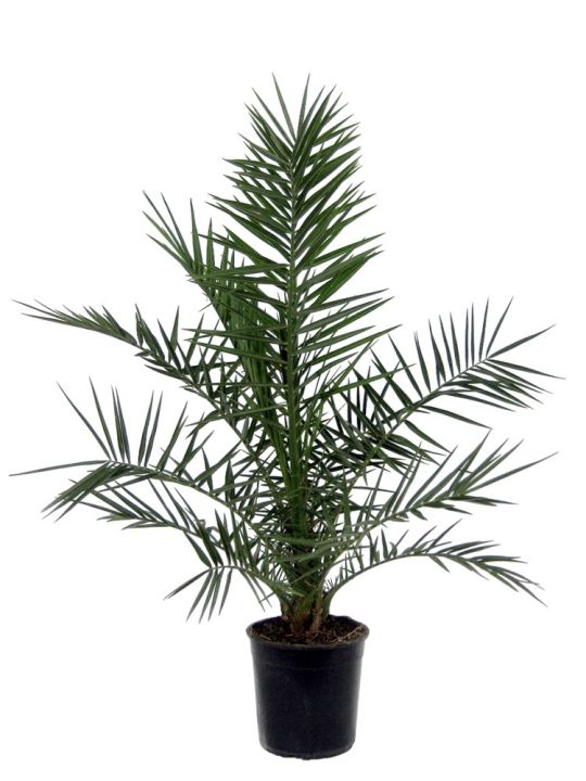 Phoenix Canariensis