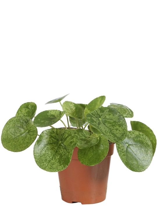 Pilea Peperomioides Mojito