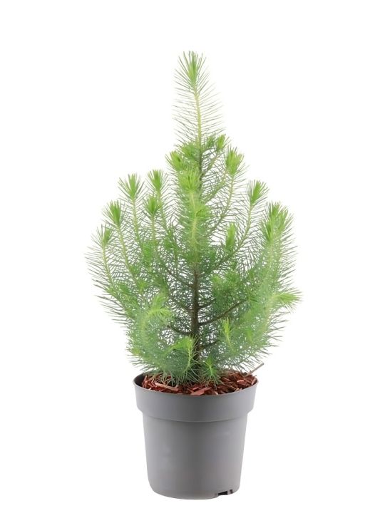Pinus Pinea Silver Crest