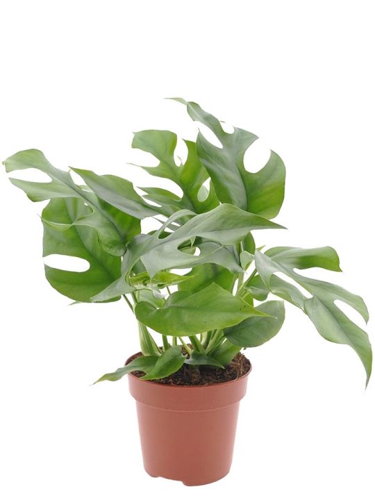 Rhaphidophora Tetrasperma