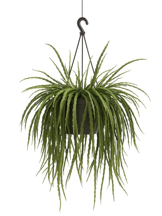 Rhipsalis Holviana