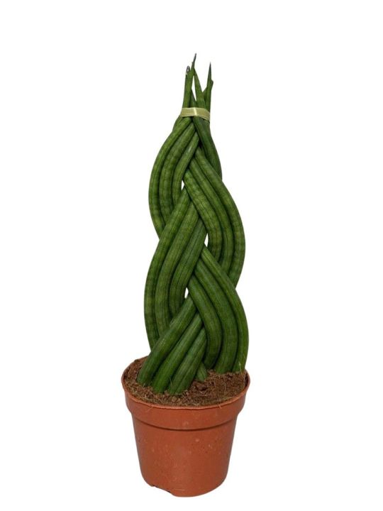Sansevieria Cylindrica Twister