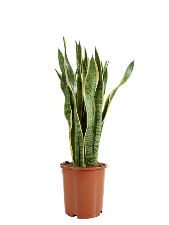 Sansevieria Trifasciata Laurentii
