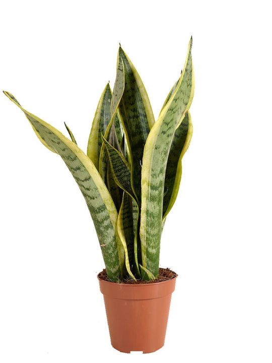 Sansevieria Trifasciata Laurentii