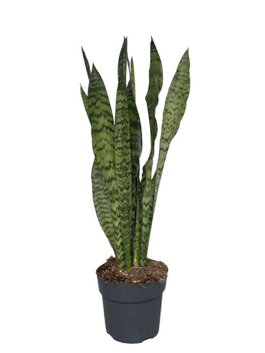 Sansevieria Trifasciata Zeylanica