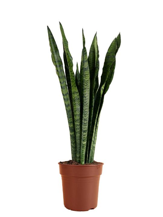 Sansevieria Trifasciata Zeylanica