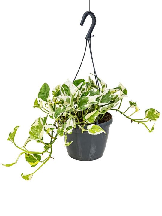 Scindapsus Pictus N'joy